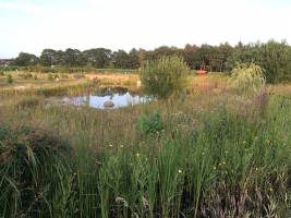Teich- und Sumpflandschaft