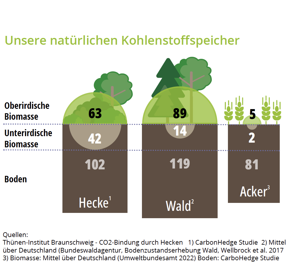 Infografik Kohlenstoffspeicherung von Hecken